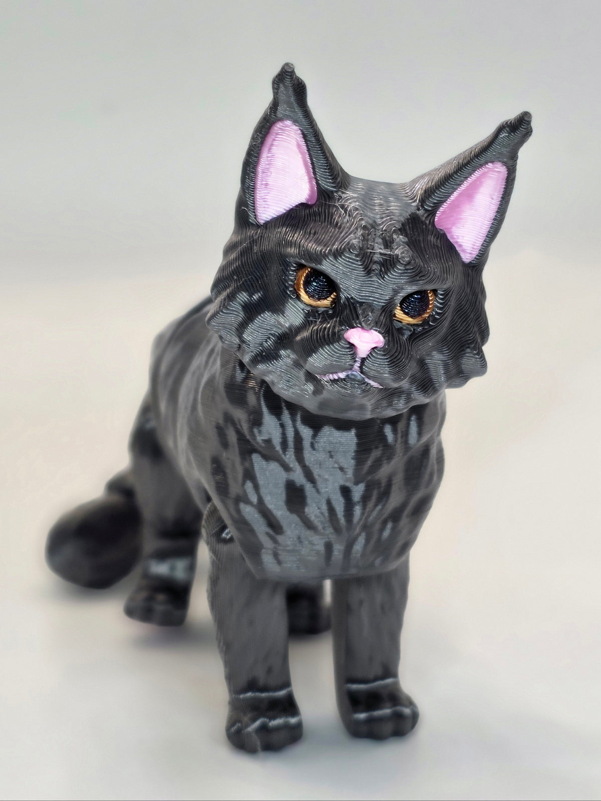 Dark gray Maine Coon cat